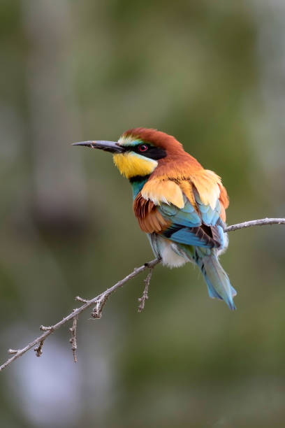 istock Colorful bird. Green nature background. Bird: European Bee eater. Merops apiaster. 1177818972