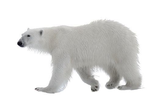 Polar bear (Ursus maritimus) isolated on white background