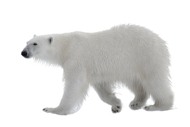 Polar bear isolated on white background stock photo