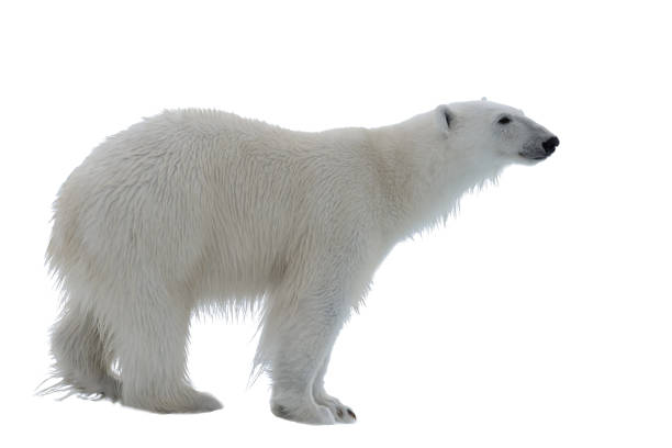 istock Wild polar bear isolated on the white background 1177819999