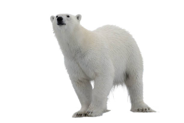 Polar bear isolated on white background stock photo