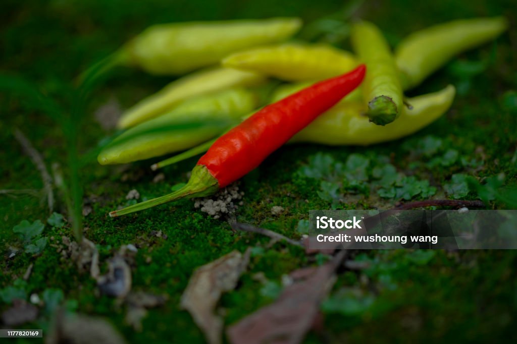 Xiaomi spicy, Xiaomi pepper, China, Yunnan, making pickled pepper Xiaomi spicy, also known as Xiaomi pepper, is produced in Yunnan, China, and is the main material for making pickled pepper. Agricultural Field Stock Photo