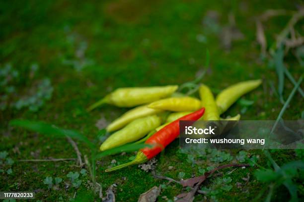 Xiaomi Spicy Xiaomi Pepper China Yunnan Making Pickled Pepper Stock Photo - Download Image Now