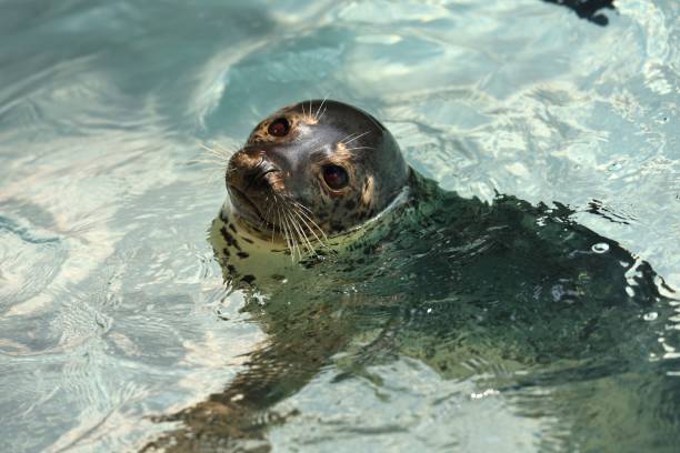 istock Swimming seal in the sun 1177821071