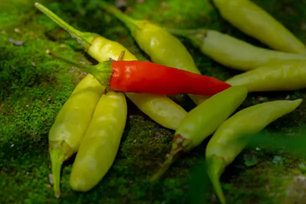Xiaomi spicy, also known as Xiaomi pepper, is produced in Yunnan, China, and is the main material for making pickled pepper.