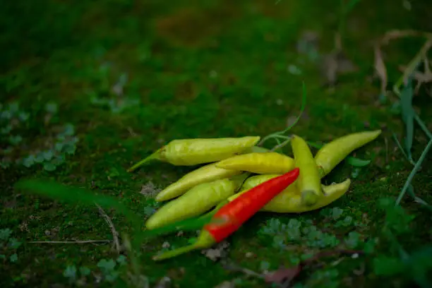 Xiaomi spicy, also known as Xiaomi pepper, is produced in Yunnan, China, and is the main material for making pickled pepper.