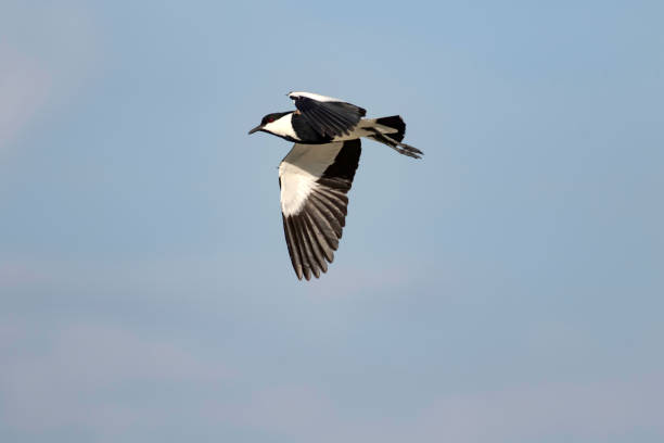 istock Spur winged Lapwing. Vanellus spinosus. Nature background. 1177821338