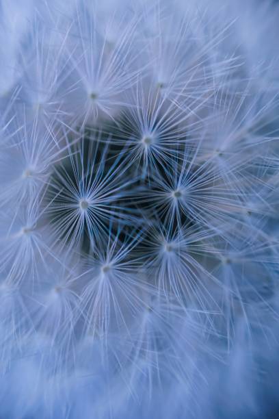 istock abstract dandelion seed in autumn in the nature 1177821413