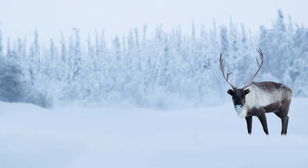 istock Big male deer in winter forest 1177821598
