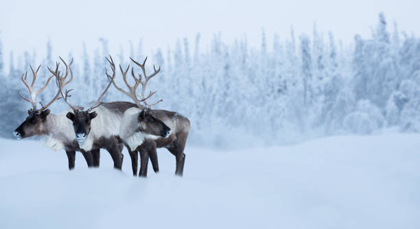 istock Big male deers in winter forest 1177821602