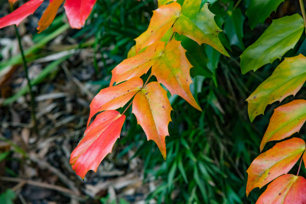 Close up of brightly coloured glossy autumn leaves