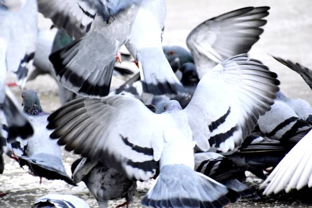 istock A Group of Pigeons in my ground 1177824318
