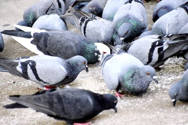istock A Group of Pigeons in my ground 1177824419