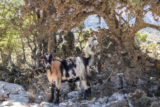 istock Goats in front of old holm oak 1177824438