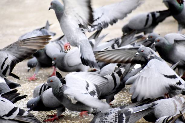 istock A Group of Pigeons in my ground 1177825017