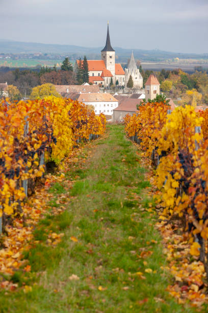 istock Vineyard in autumn near Pulkau, Lower Austria, Austria 1177827368