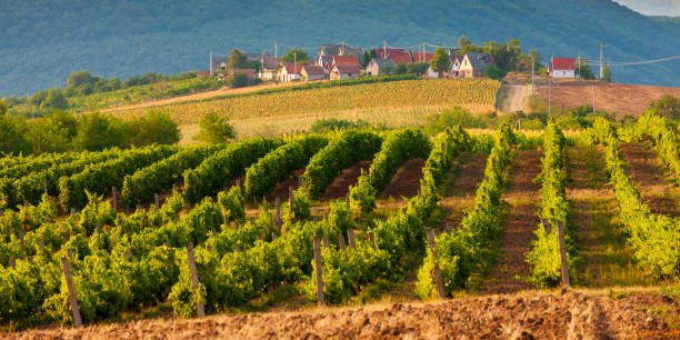 istock wine cellars in Bukkzserc, Hungary 1177827399