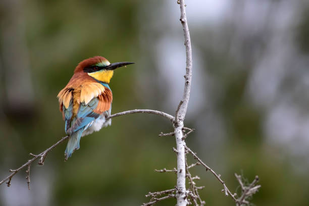 istock Colorful bird. Green nature background. Bird: European Bee eater. Merops apiaster. 1177827761