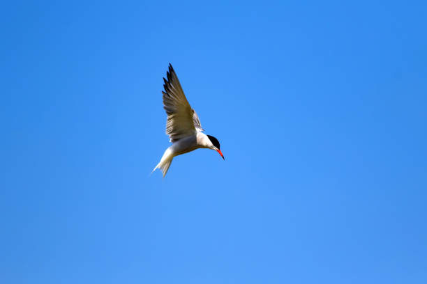 istock Flying bird. Bird: Common Tern. Sterna hirundo. Colorful nature background. 1177828759