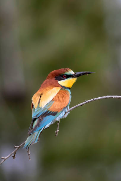 istock Colorful bird. Green nature background. Bird: European Bee eater. Merops apiaster. 1177829114