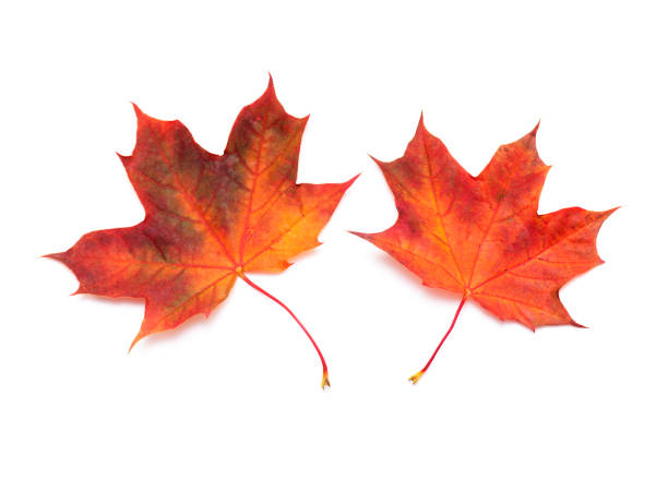 due foglie d'acero rosse, foglia d'acero autunnale isolata su sfondo bianco, vista dall'alto - maple leaf close up symbol autumn foto e immagini stock