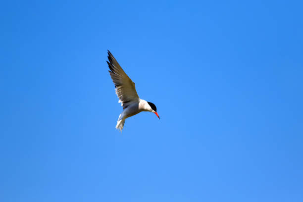 istock Flying bird. Bird: Common Tern. Sterna hirundo. Colorful nature background. 1177829467