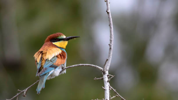istock Colorful bird. Green nature background. Bird: European Bee eater. Merops apiaster. 1177830402