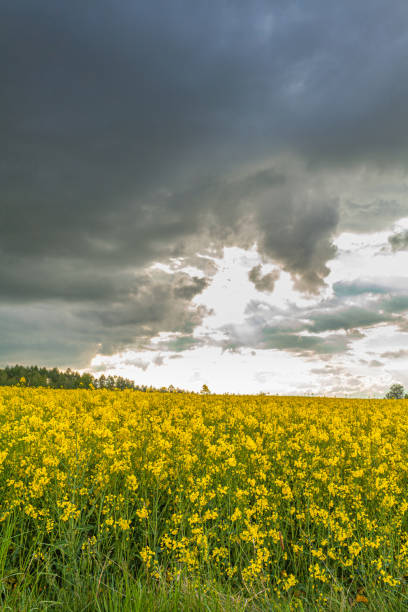 istock yellow oilseed field agriculture business 1177830521