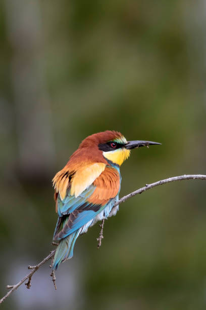 istock Colorful bird. Green nature background. Bird: European Bee eater. Merops apiaster. 1177830709