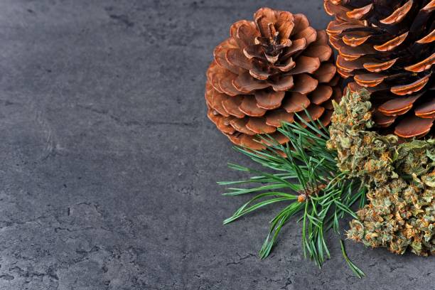 istock Cannabis bud with pine needles and cones 1177831566