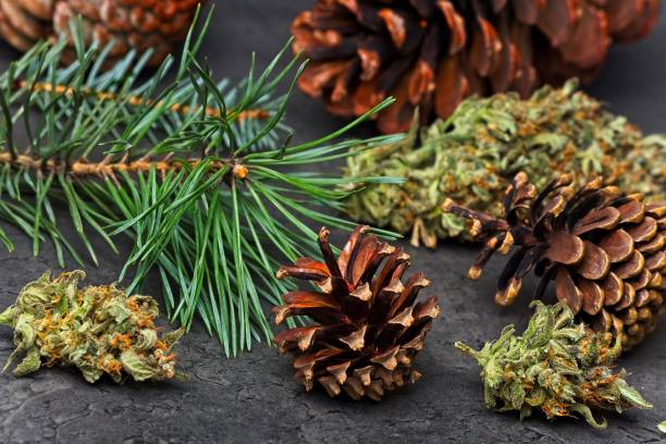 istock Cannabis bud with pine needles and cones 1177831569