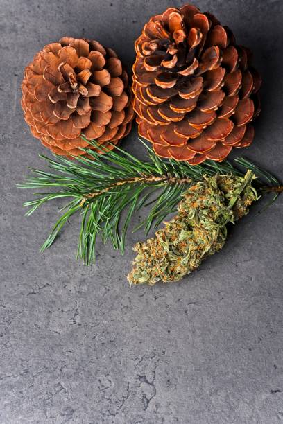 istock Cannabis bud with pine needles and cones 1177831667