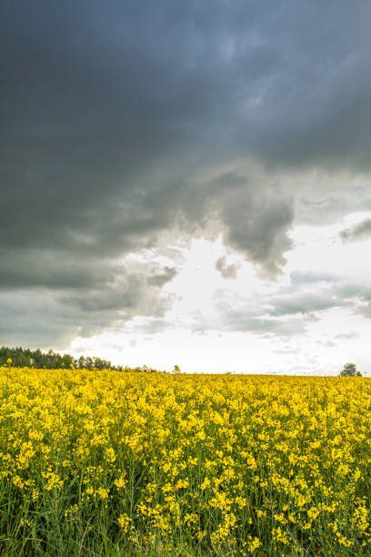 istock yellow oilseed field agriculture business 1177832111