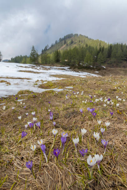 イタリアアルプスのセッラ・ディ・リオダでクロッカスと初春の咲く牧草地 - spring crocus temperate flower european alps ストックフォトと画像
