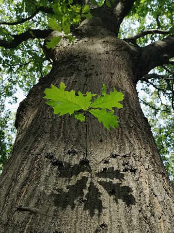 The shadow of oak leaves against a trunk.
