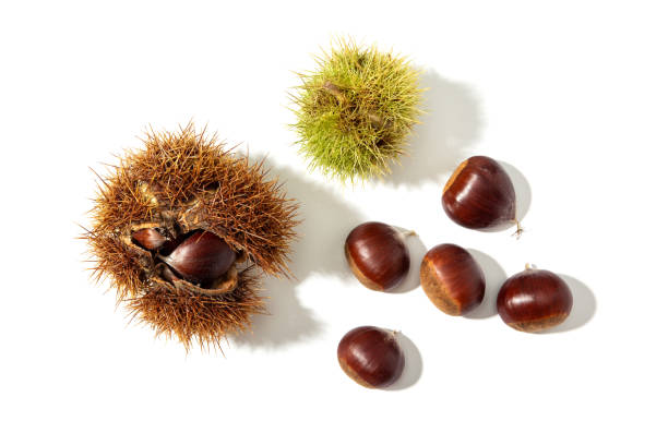 sweet chestnut and husk isolated - chestnut tree imagens e fotografias de stock