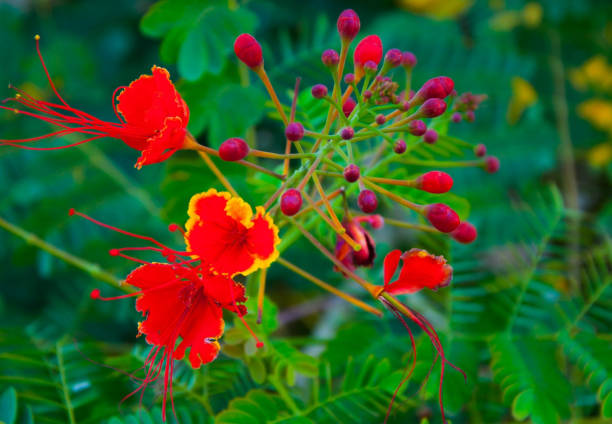 istock Red flowers and green leaves 1177835683