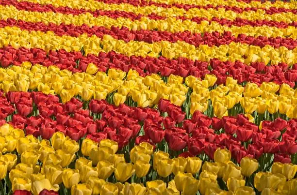 Full frame of slightly desaturated stripes of big red and yellow tulips in a park.