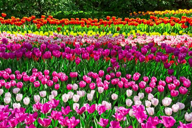 istock Colorful tulip stripes 1177835793