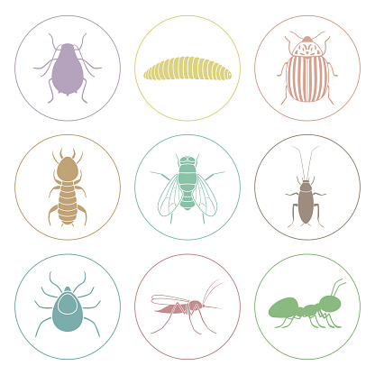 Set of colorful insect icons. Pest symbols. Vector.