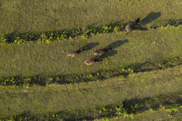 blick von oben, atemberaubende luftaufnahme von einigen büffeln, die auf einem reisfeld in vang vieng, laos grasen. vang vieng ist eine kleine stadt nördlich von vientiane am fluss nam song in laos. - 6206 stock-fotos und bilder