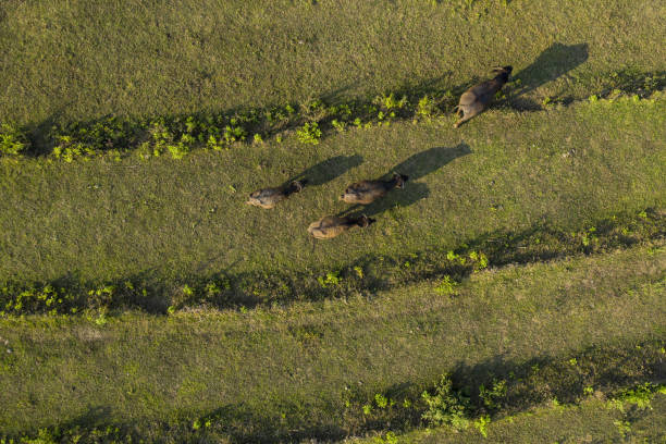 view from above, stunning aerial view of some buffalo grazing on a rice field in vang vieng, laos. vang vieng is a small town north of vientiane, on the nam song river in laos. - 6206 imagens e fotografias de stock