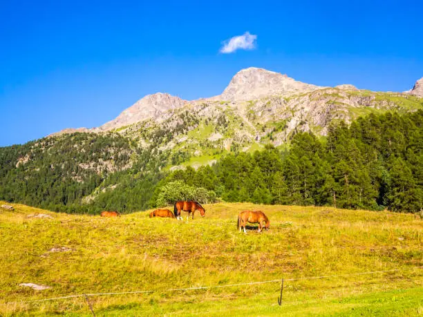 Horses grazing in the Engadine-Switzerland