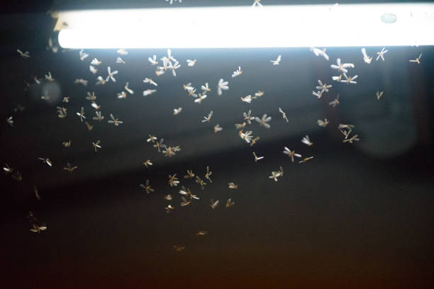 istock moth flying in the fire ,the neon light in night time, it's raining time. 1177840297