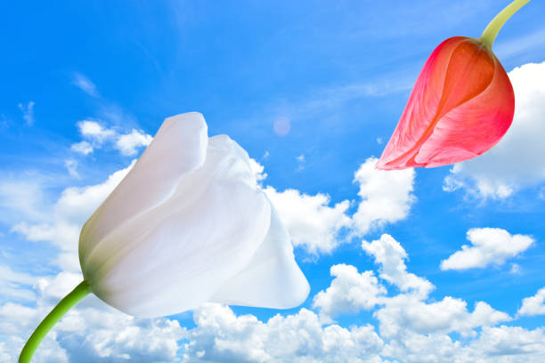 istock close up white tulip isolated on white Cloud and blue sky 1177840398