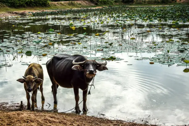waterbuffalo on lotus flower lake
