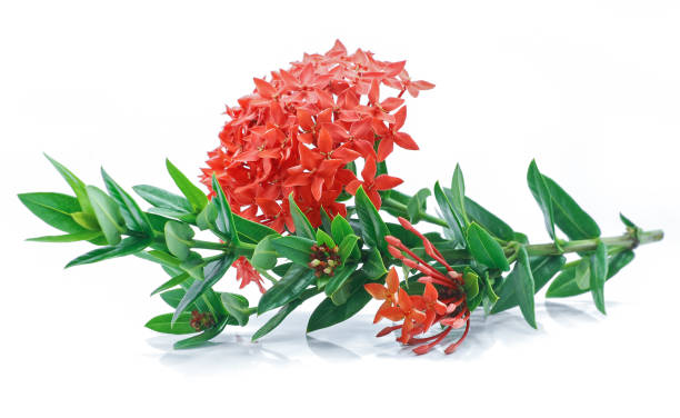 Ixora coccinea flower isolated on white background