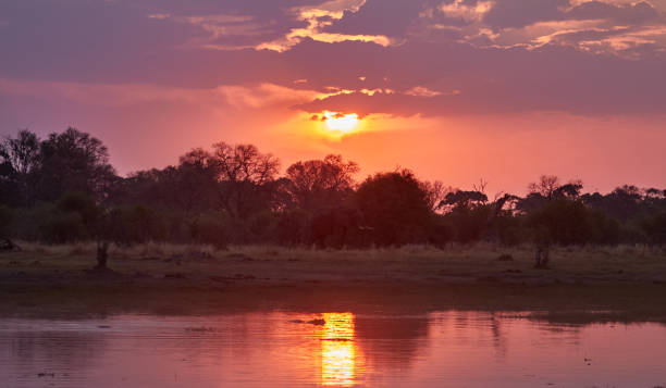 istock The sunset at the Okavango River with an elephant 1177845342