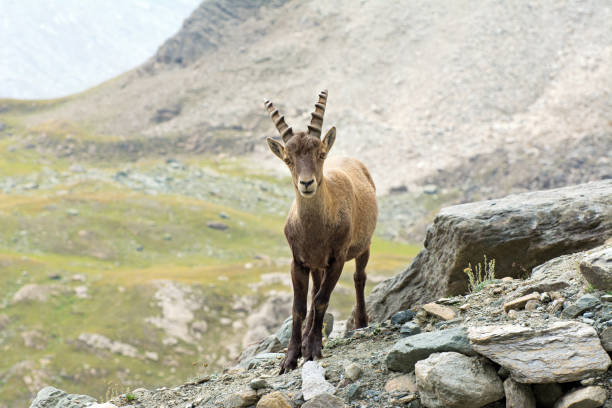 istock Alpine Ibex (Capra ibex), Gran Paradiso National Park, Italy 1177845426