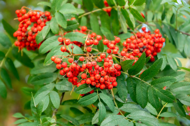 istock Bright rowan berries on a tree at autumn 1177846403